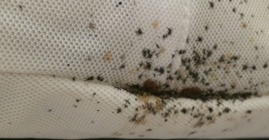 Bed bug stains on mattress.